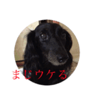 愛犬ブラックタン 2（個別スタンプ：4）