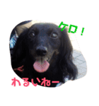 愛犬ブラックタン 2（個別スタンプ：6）