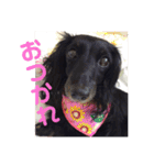 愛犬ブラックタン 2（個別スタンプ：7）