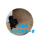 愛犬ブラックタン 2（個別スタンプ：8）