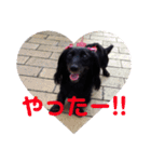 愛犬ブラックタン 2（個別スタンプ：10）