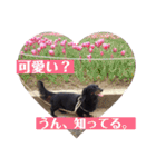 愛犬ブラックタン 2（個別スタンプ：11）