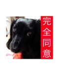 愛犬ブラックタン 2（個別スタンプ：13）