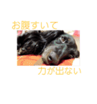 愛犬ブラックタン 2（個別スタンプ：14）