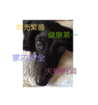 愛犬ブラックタン 2（個別スタンプ：15）
