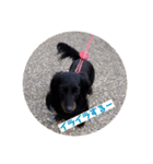 愛犬ブラックタン 2（個別スタンプ：16）