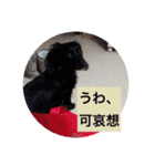 愛犬ブラックタン 2（個別スタンプ：17）