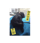 愛犬ブラックタン 2（個別スタンプ：19）