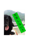 愛犬ブラックタン 2（個別スタンプ：20）