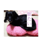 愛犬ブラックタン 2（個別スタンプ：21）