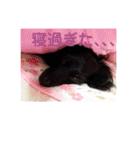 愛犬ブラックタン 2（個別スタンプ：22）