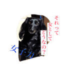 愛犬ブラックタン 2（個別スタンプ：23）