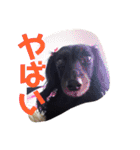 愛犬ブラックタン 2（個別スタンプ：24）