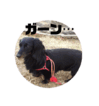愛犬ブラックタン 2（個別スタンプ：25）