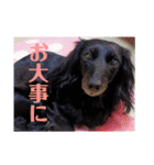 愛犬ブラックタン 2（個別スタンプ：26）