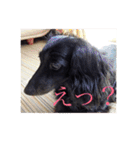 愛犬ブラックタン 2（個別スタンプ：27）