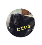 愛犬ブラックタン 2（個別スタンプ：28）