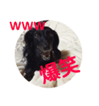 愛犬ブラックタン 2（個別スタンプ：29）