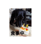 愛犬ブラックタン 2（個別スタンプ：30）