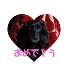 愛犬ブラックタン 2（個別スタンプ：31）