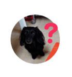 愛犬ブラックタン 2（個別スタンプ：32）