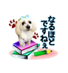 ぼく、モンド。（個別スタンプ：1）