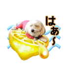 ぼく、モンド。（個別スタンプ：5）