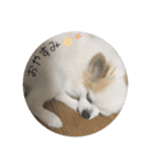 チワワのみるく太郎（個別スタンプ：19）