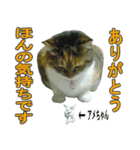 マル子スタンプ（個別スタンプ：20）