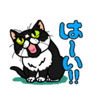猫とりどり（個別スタンプ：25）