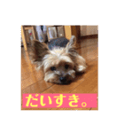 ヨーキー☆コロン☆今日のスタンプ(vol.2)（個別スタンプ：1）
