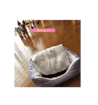 ヨーキー☆コロン☆今日のスタンプ(vol.2)（個別スタンプ：2）