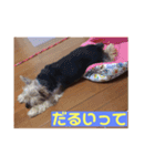 ヨーキー☆コロン☆今日のスタンプ(vol.2)（個別スタンプ：3）