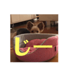 ヨーキー☆コロン☆今日のスタンプ(vol.2)（個別スタンプ：4）