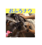 ヨーキー☆コロン☆今日のスタンプ(vol.2)（個別スタンプ：8）