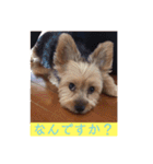 ヨーキー☆コロン☆今日のスタンプ(vol.2)（個別スタンプ：9）