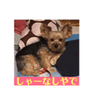 ヨーキー☆コロン☆今日のスタンプ(vol.2)（個別スタンプ：11）