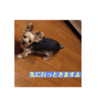 ヨーキー☆コロン☆今日のスタンプ(vol.2)（個別スタンプ：13）