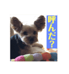 ヨーキー☆コロン☆今日のスタンプ(vol.2)（個別スタンプ：15）