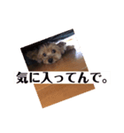 ヨーキー☆コロン☆今日のスタンプ(vol.2)（個別スタンプ：16）