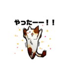 猫がいっぱい。（個別スタンプ：19）