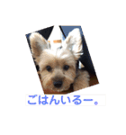 ヨーキー☆コロン☆今日のスタンプ(vol.1)（個別スタンプ：1）