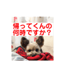 ヨーキー☆コロン☆今日のスタンプ(vol.1)（個別スタンプ：2）