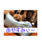 ヨーキー☆コロン☆今日のスタンプ(vol.1)（個別スタンプ：4）