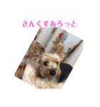 ヨーキー☆コロン☆今日のスタンプ(vol.1)（個別スタンプ：5）