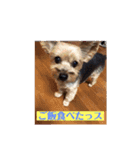 ヨーキー☆コロン☆今日のスタンプ(vol.1)（個別スタンプ：7）
