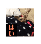 ヨーキー☆コロン☆今日のスタンプ(vol.1)（個別スタンプ：8）