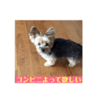 ヨーキー☆コロン☆今日のスタンプ(vol.1)（個別スタンプ：10）