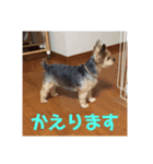 ヨーキー☆コロン☆今日のスタンプ(vol.1)（個別スタンプ：14）