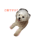 保護っ子 トイプードルのパール②（個別スタンプ：2）